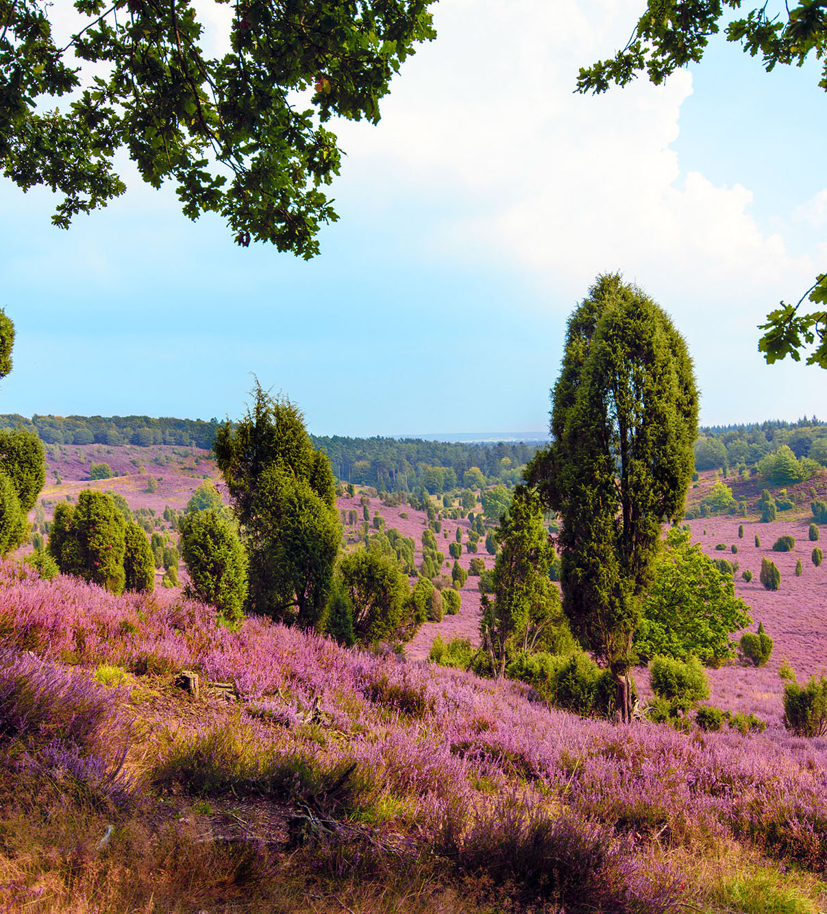totengrund in der lüneburger heide bei wilsede