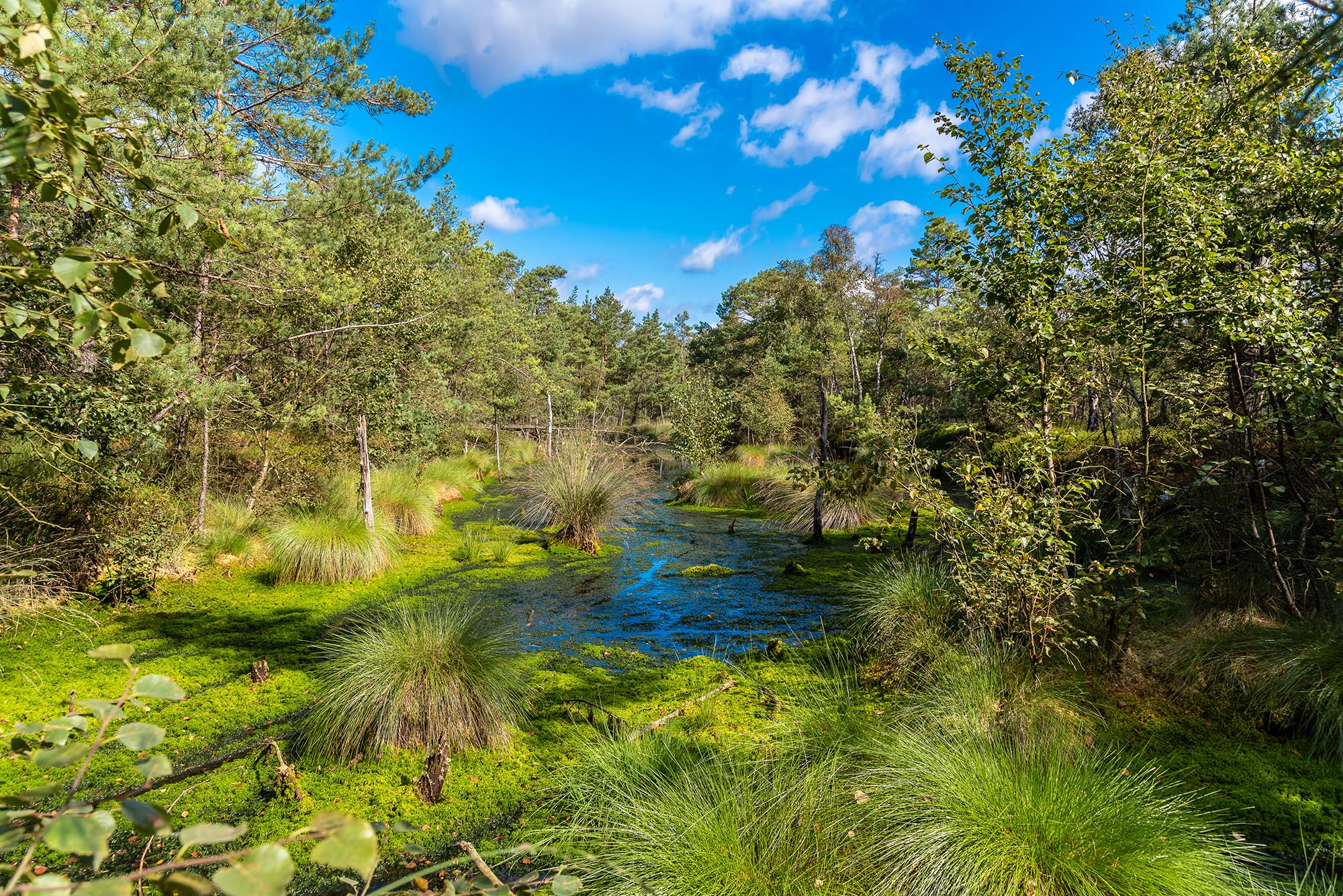 pietzmoor in schneverdingen.