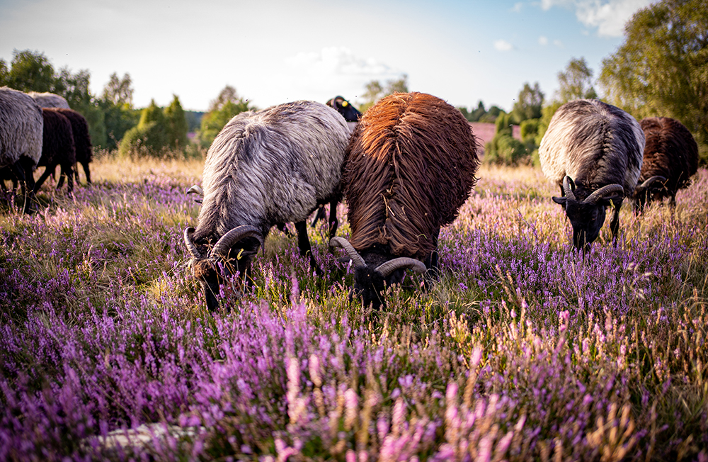 heidschnucken lüneburger heide